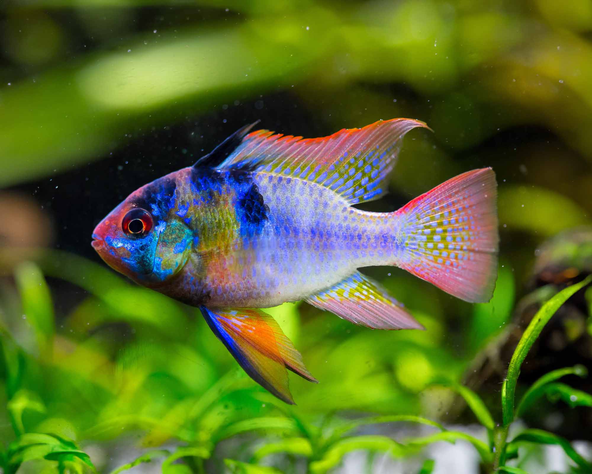 Butterfly Cichlid (Microgeophagus ramirezi)